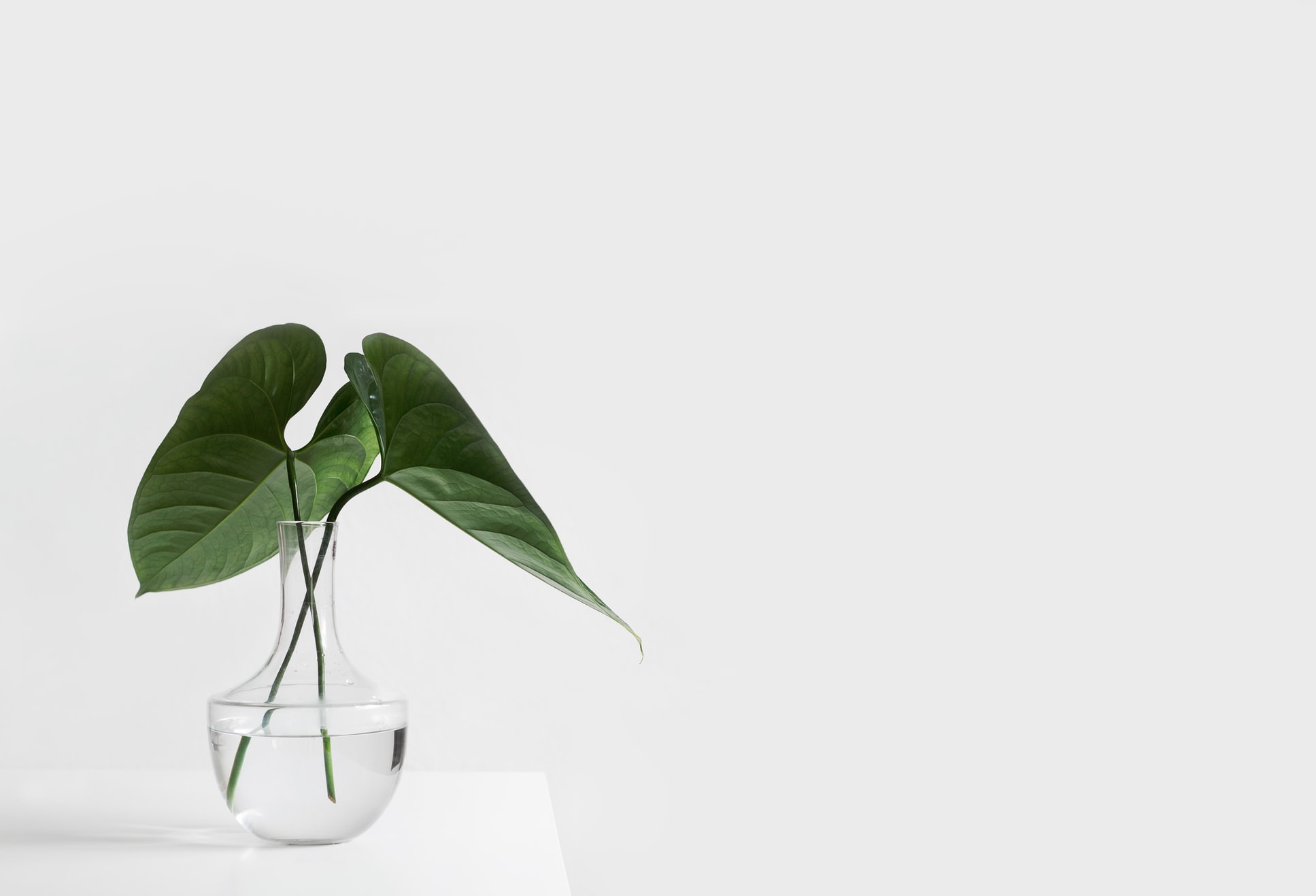 plante eshop