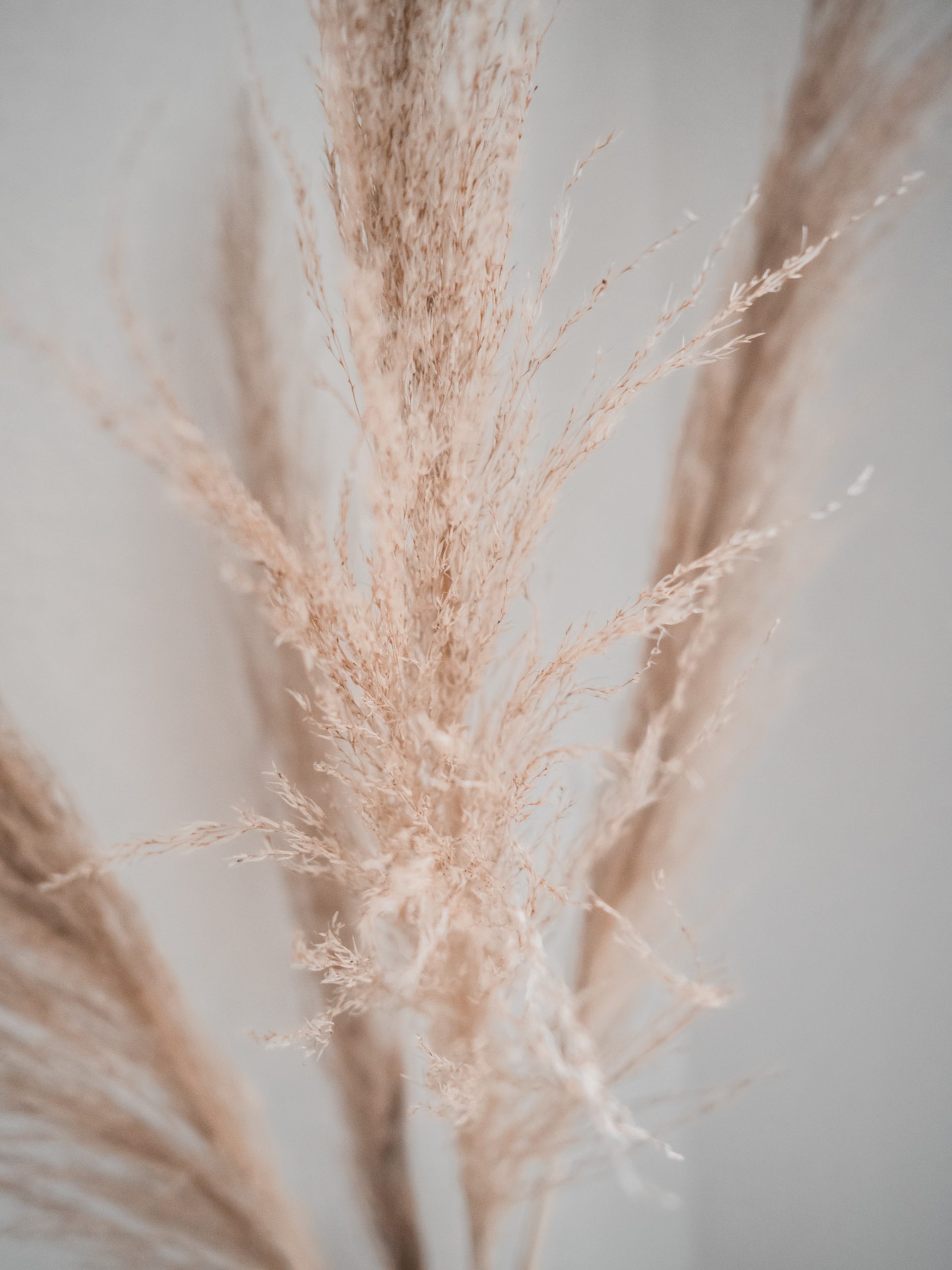 jasmin-ne-um6j9kMY57o-unsplash